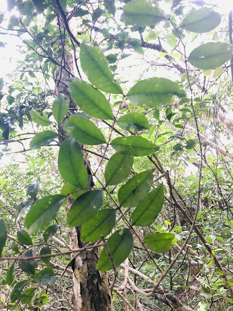 Olinia radiata photo 3