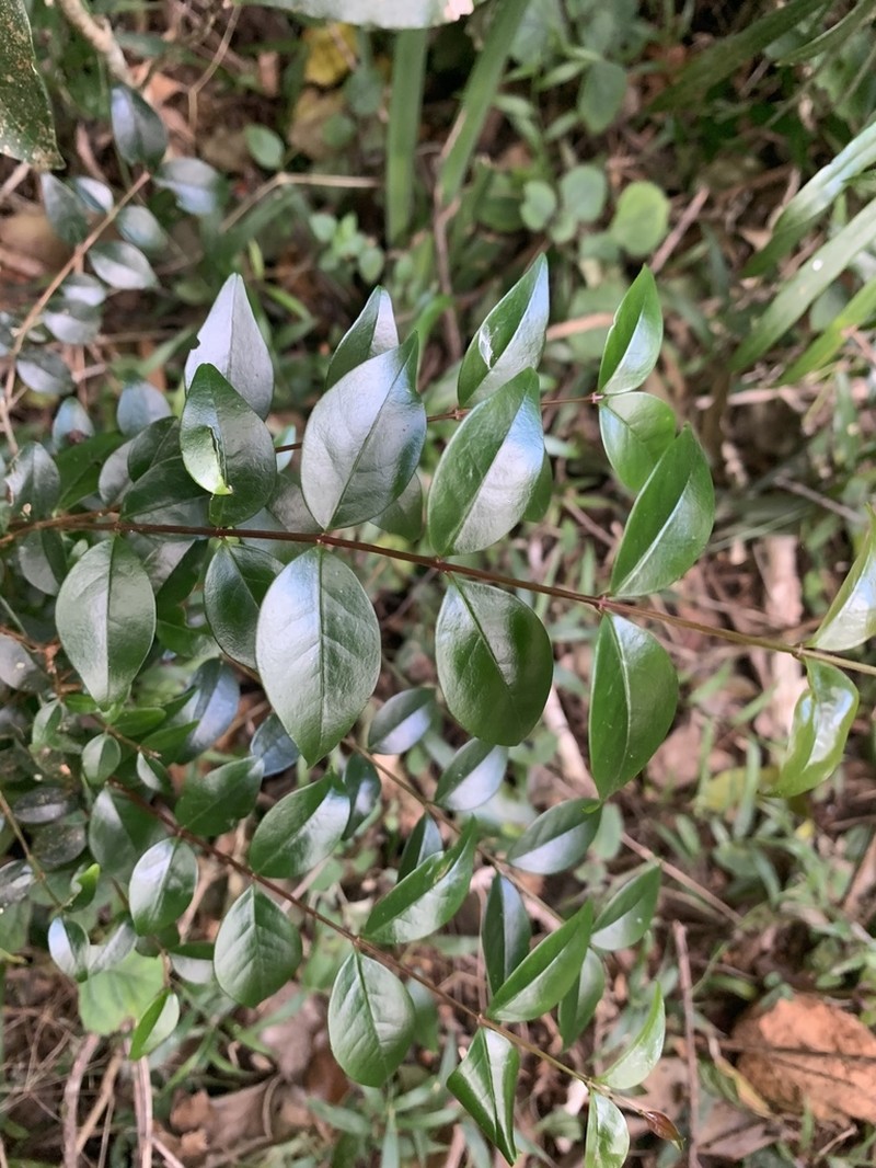 Olinia radiata photo 6