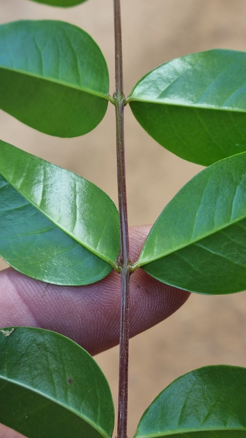 Olinia radiata photo 8