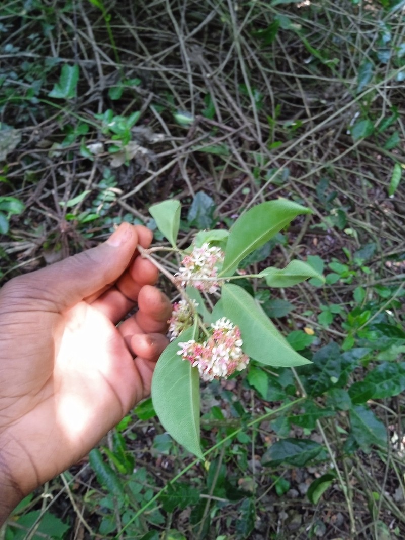 Olinia rochetiana