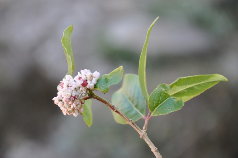 Olinia rochetiana photo 2
