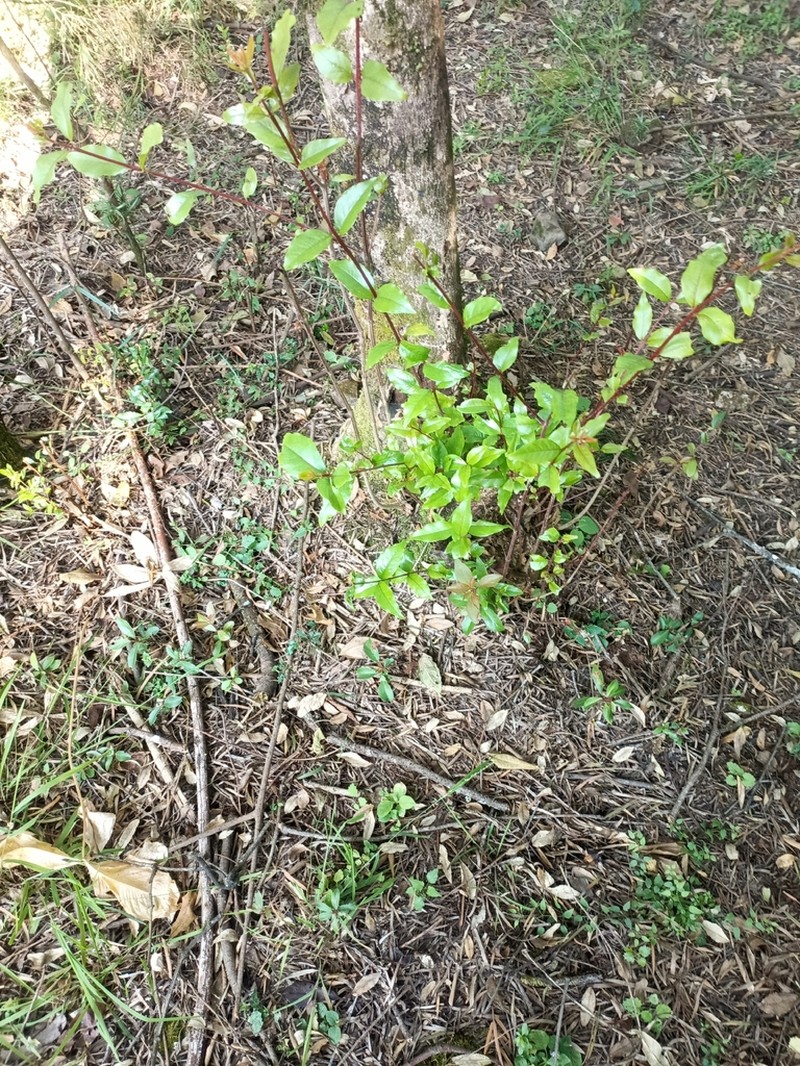 Olinia rochetiana photo 3