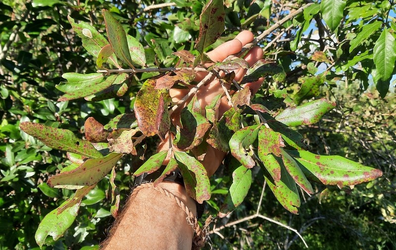Olinia rochetiana photo 6