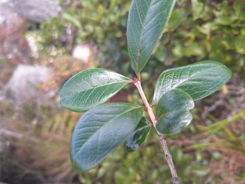 Olinia rochetiana photo 8
