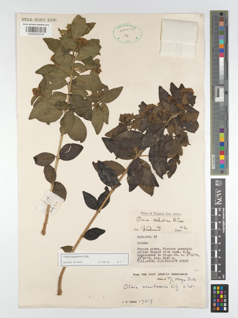 Olinia ruandensis