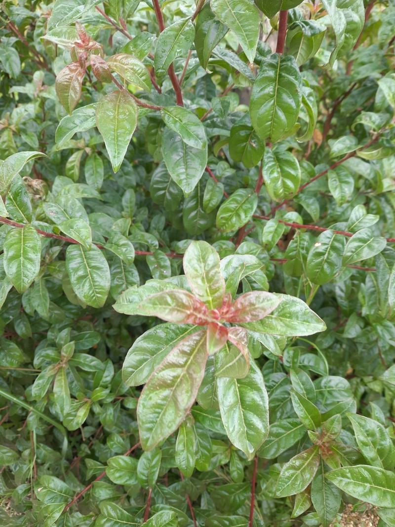 Olinia vanguerioides