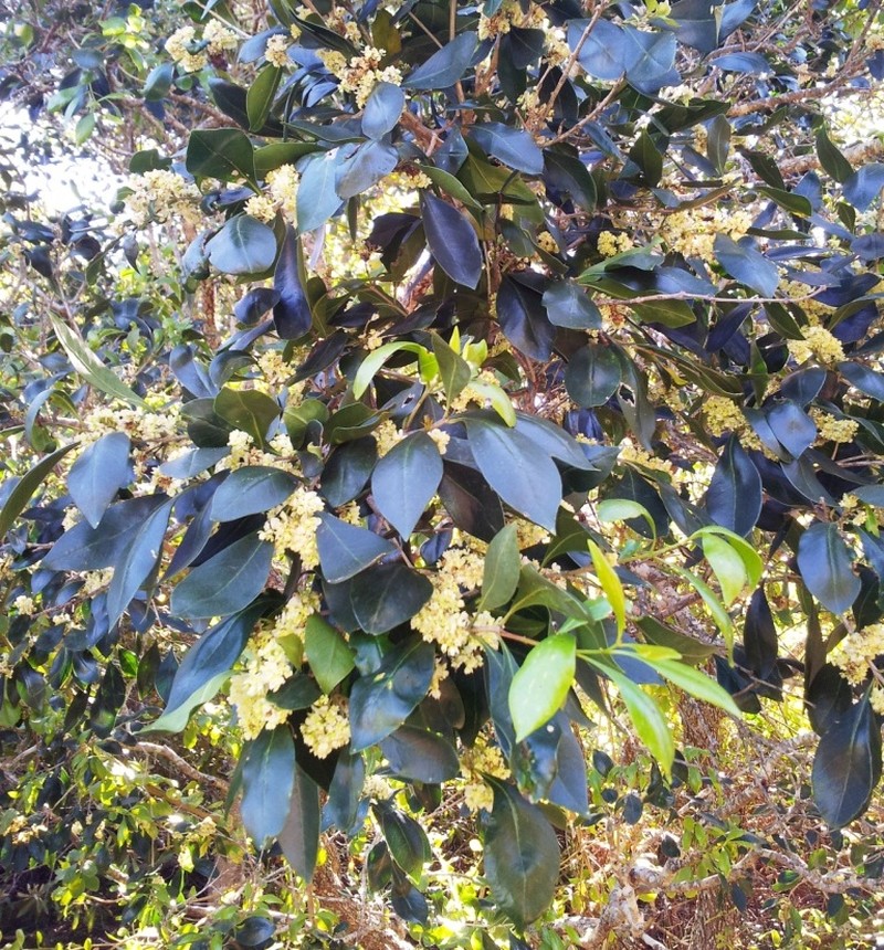 Olinia ventosa