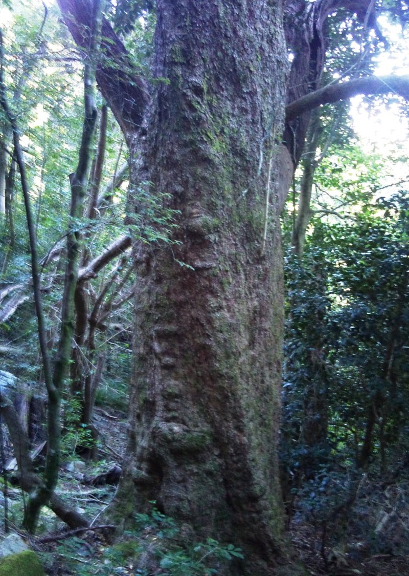 Olinia ventosa photo 2