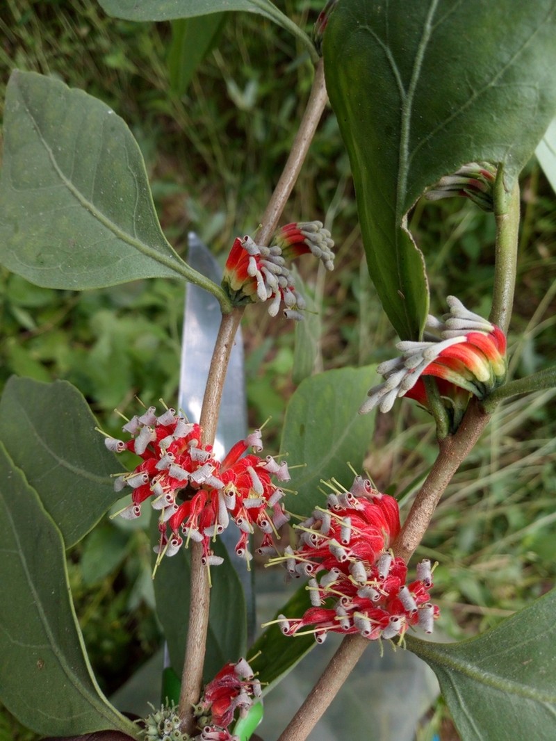 Oliverella hildebrandtii