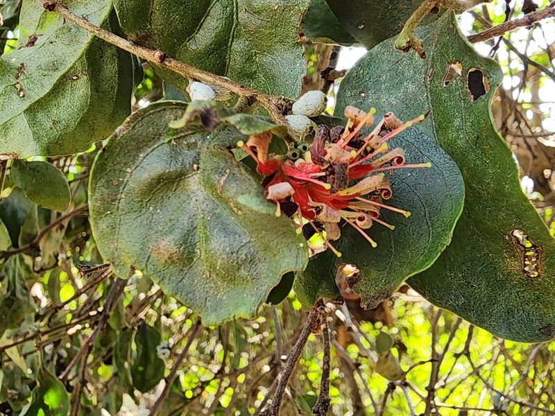 Oliverella hildebrandtii photo 2