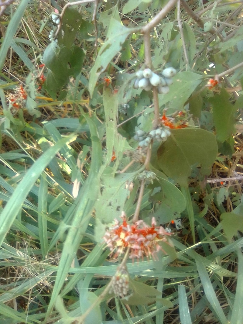 Oliverella hildebrandtii photo 6