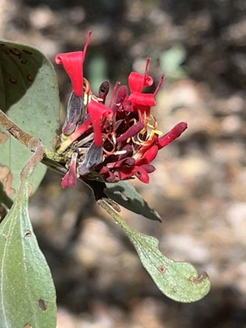 Oliverella rubroviridis photo 6