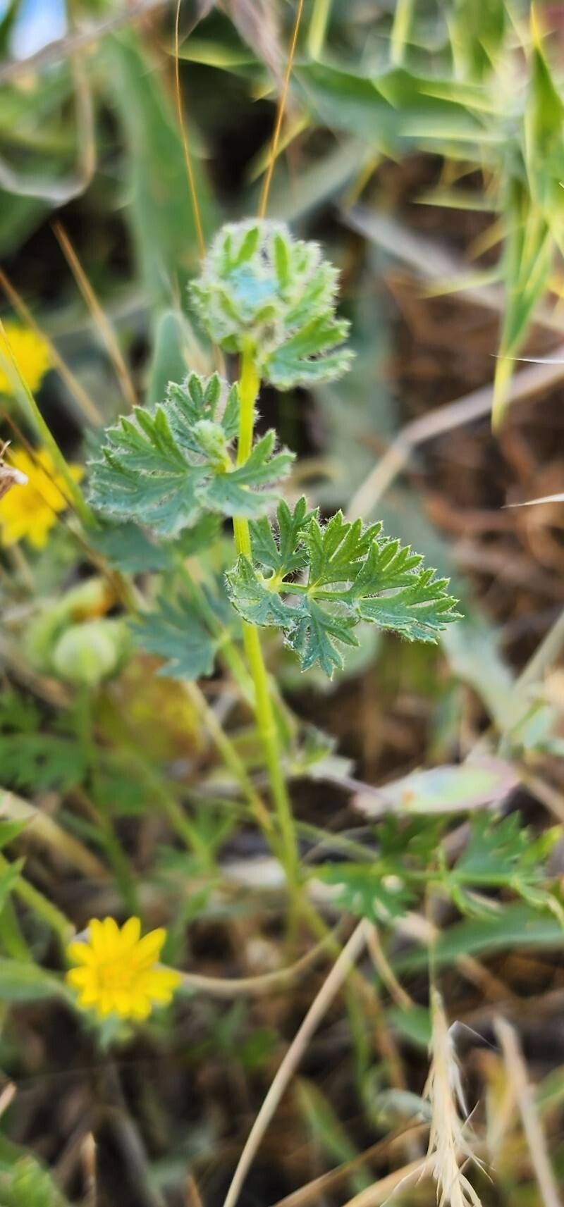 Oliveria decumbens photo 2