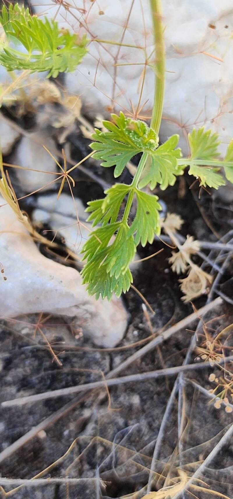 Oliveria decumbens photo 3