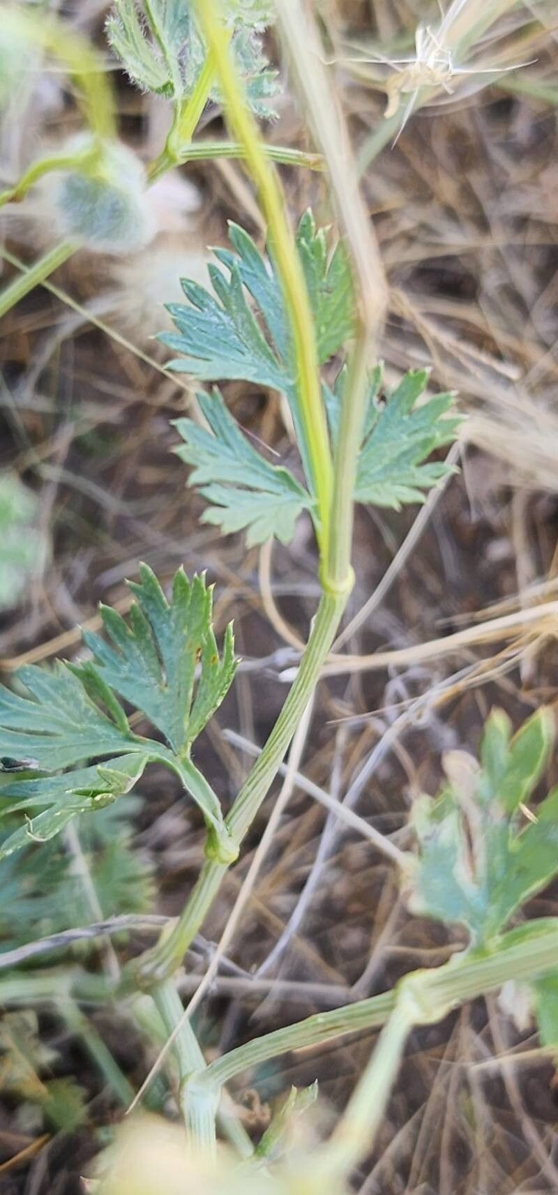 Oliveria decumbens photo 4