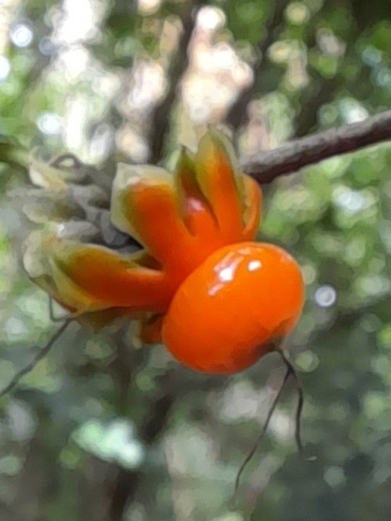 Olmedia aspera