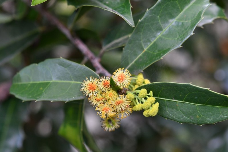 Olmediella betschleriana photo 2