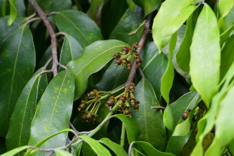 Olmediella betschleriana photo 4