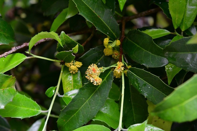 Olmediella betschleriana photo 6