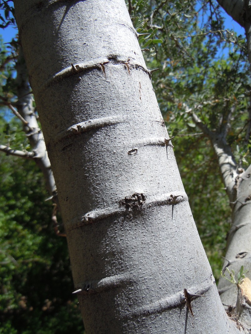 Desert Ironwood photo 3