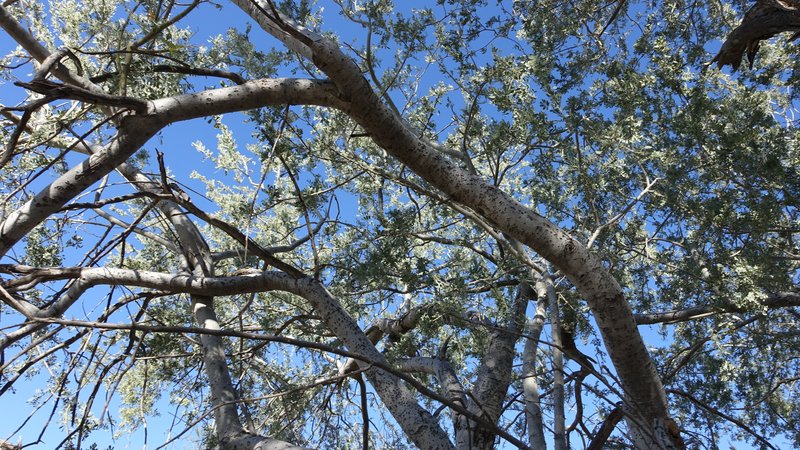 Desert Ironwood photo 5