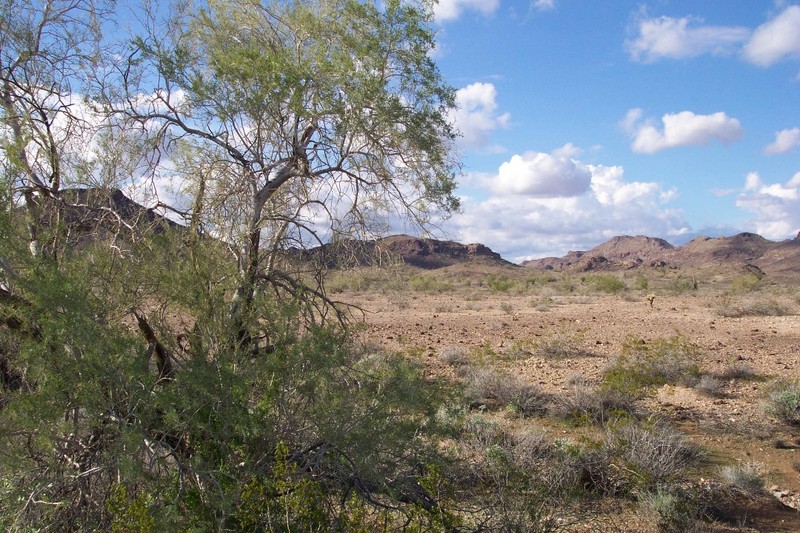 Desert Ironwood photo 6