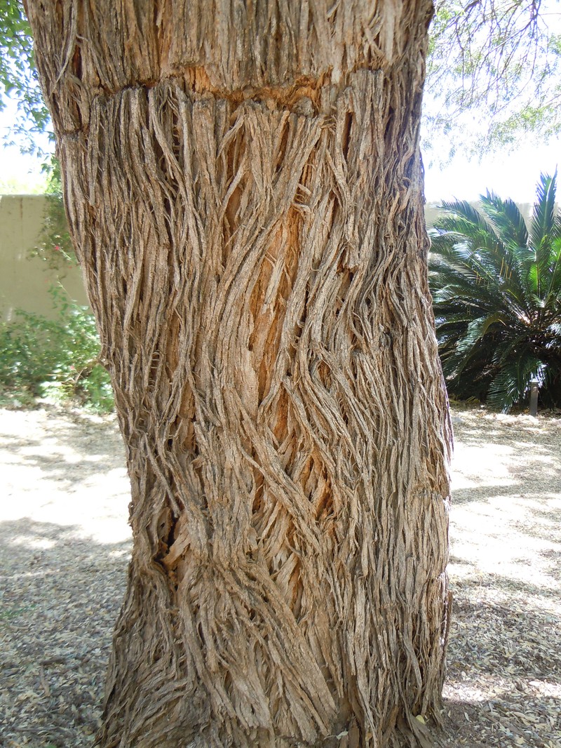 Desert Ironwood photo 6