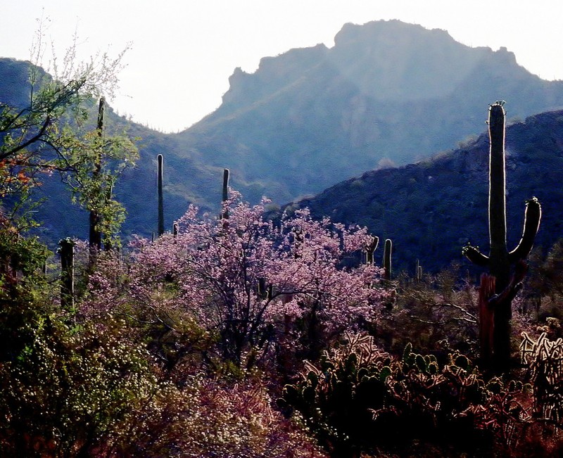 Desert Ironwood photo 7