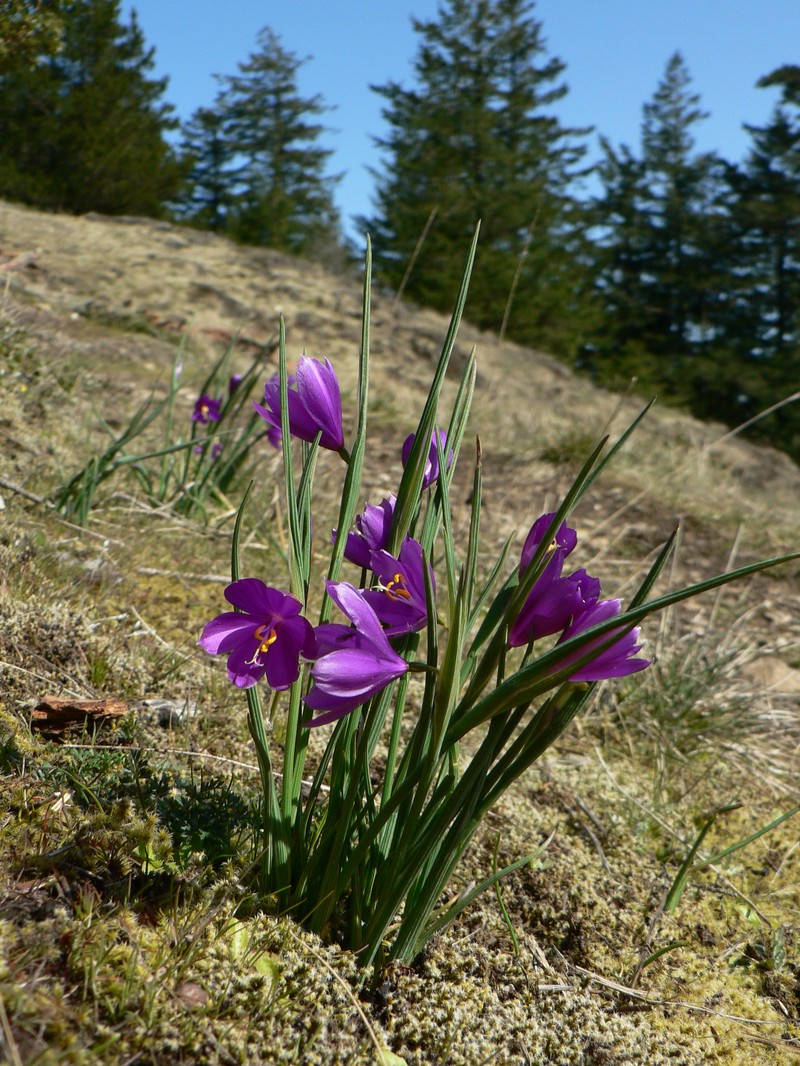 Douglas' Grasswidow