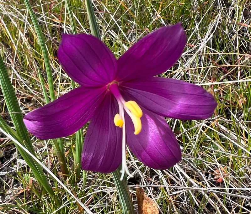 Douglas' Grasswidow photo 3