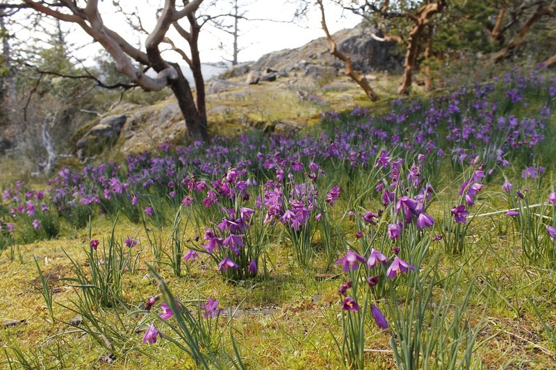Douglas' Grasswidow photo 5