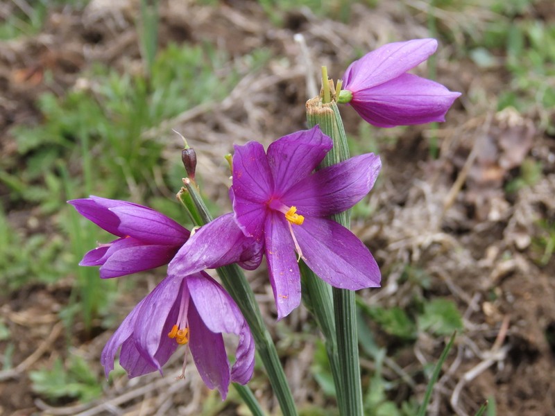 Douglas' Grasswidow photo 6