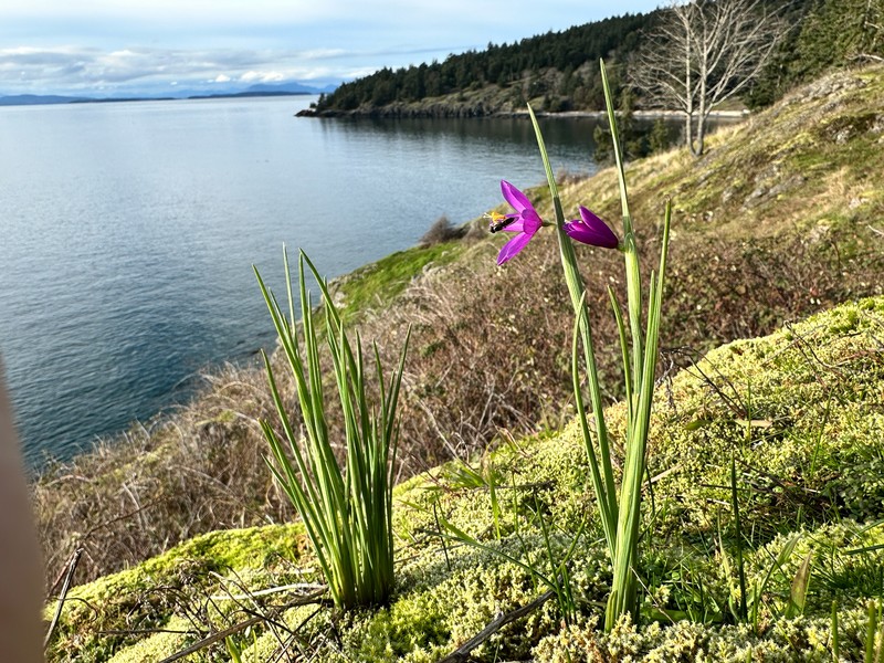 Olsynium douglasii var. douglasii