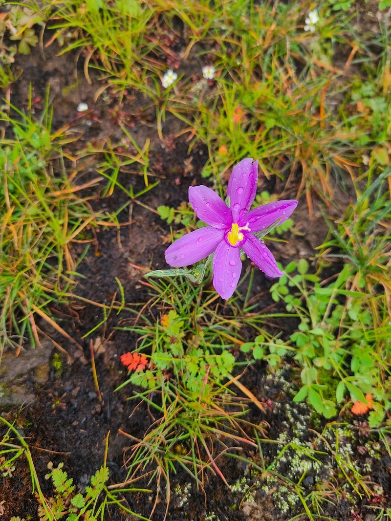 Olsynium douglasii var. douglasii photo 2