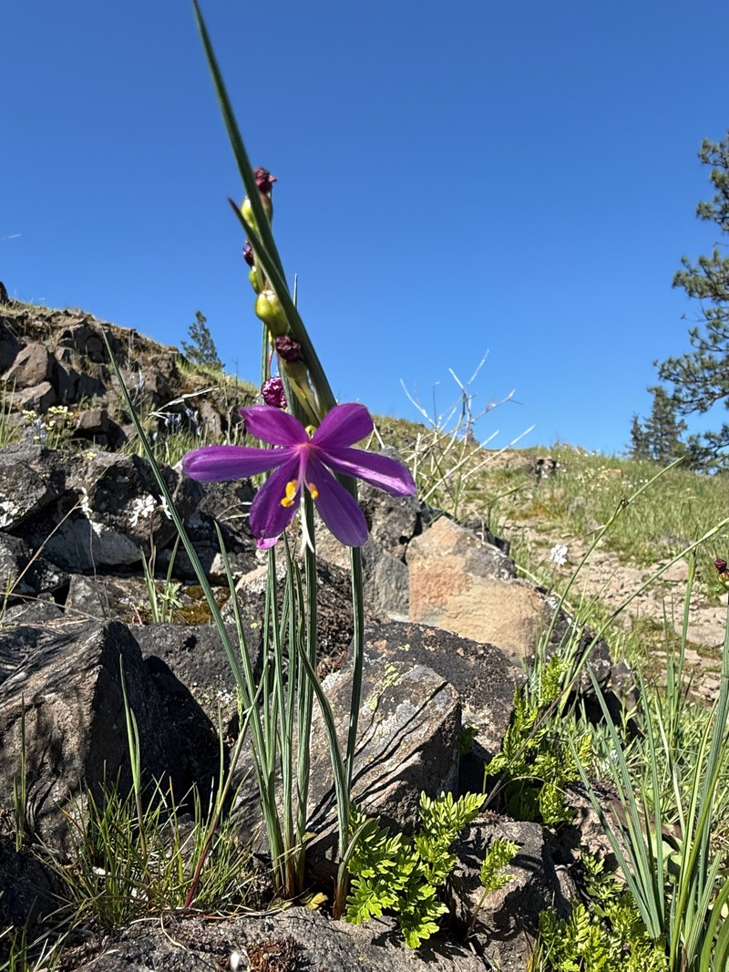 Olsynium douglasii var. douglasii photo 3