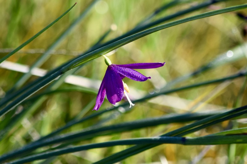 Olsynium douglasii var. douglasii photo 4