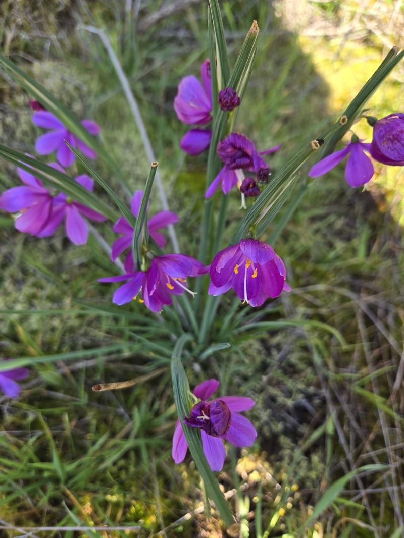 Olsynium douglasii var. douglasii photo 5