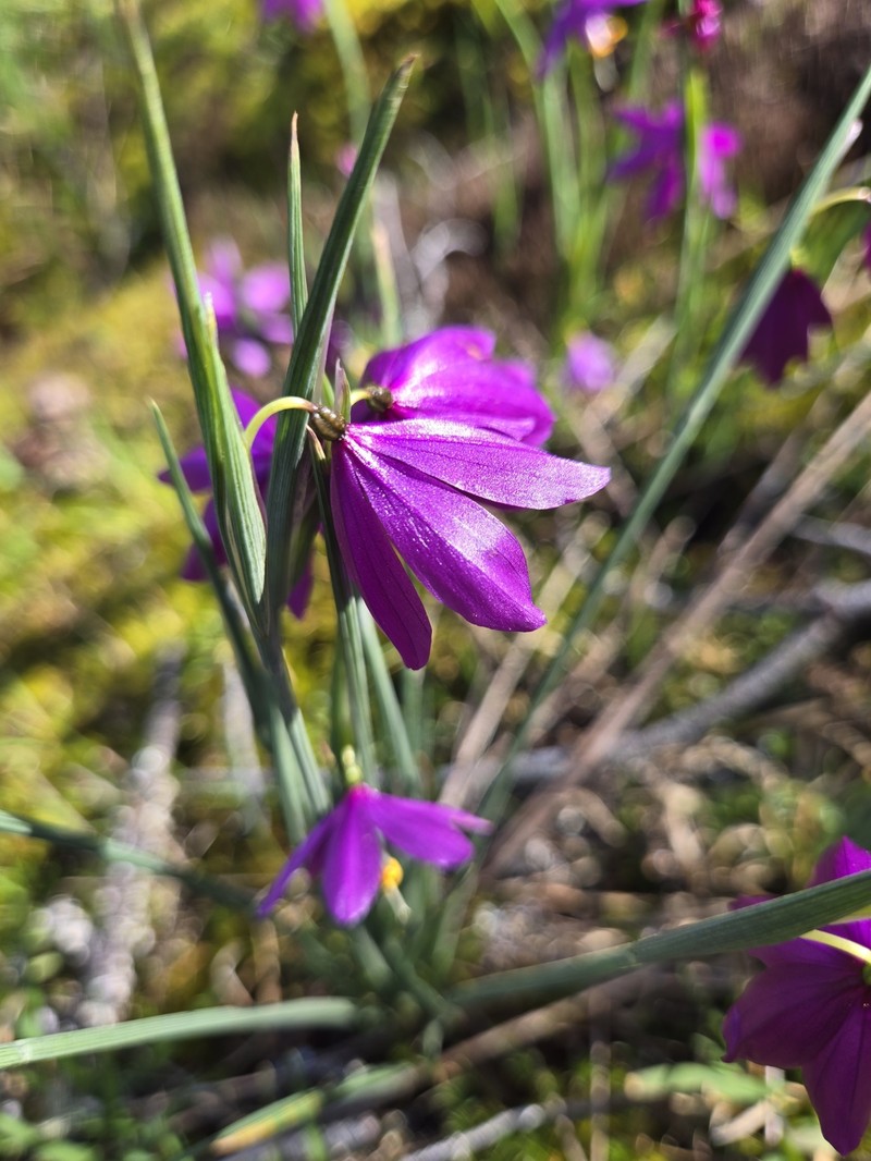 Olsynium douglasii var. douglasii photo 6