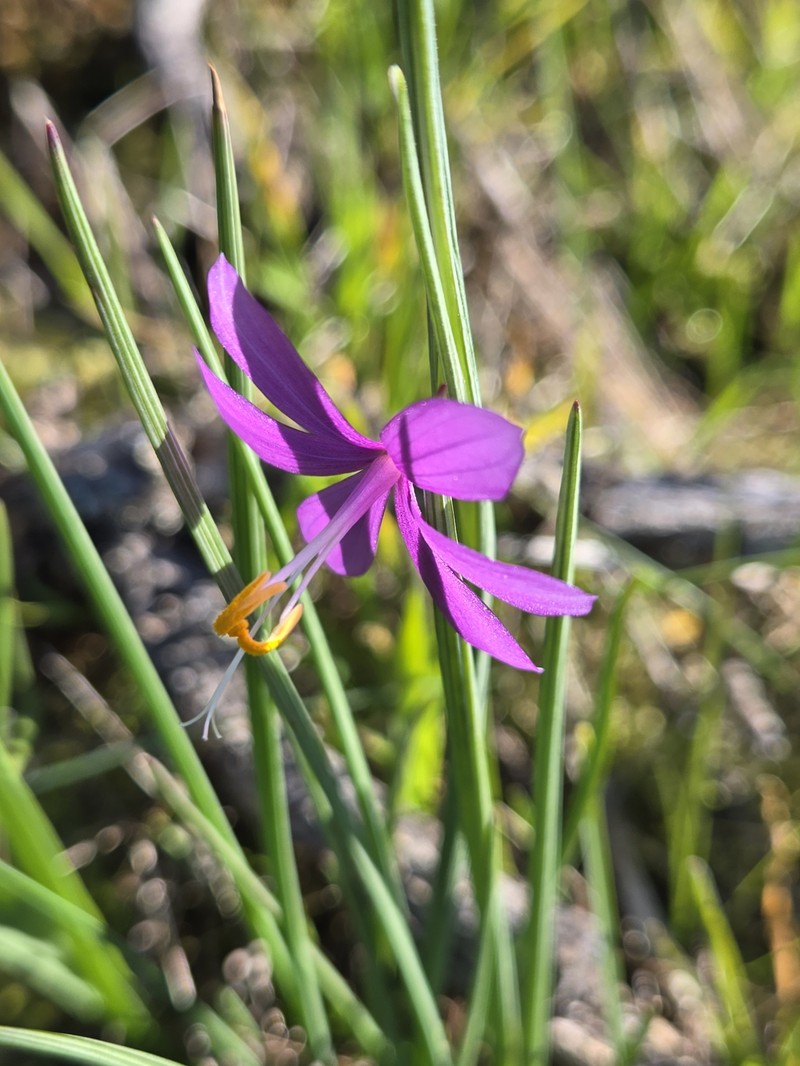 Olsynium douglasii var. douglasii photo 7