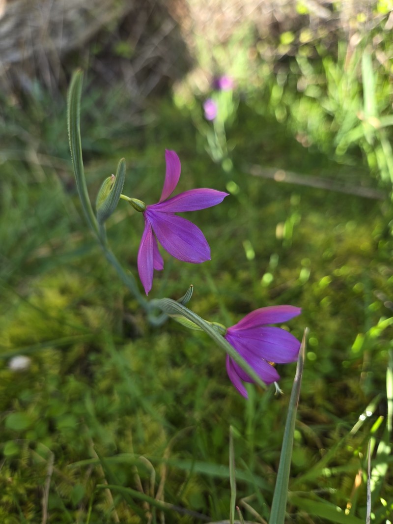 Olsynium douglasii var. douglasii photo 8