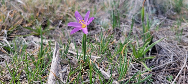 Olsynium douglasii var. inflatum