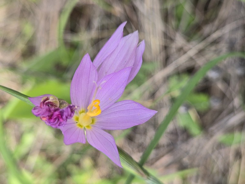 Olsynium douglasii var. inflatum photo 2