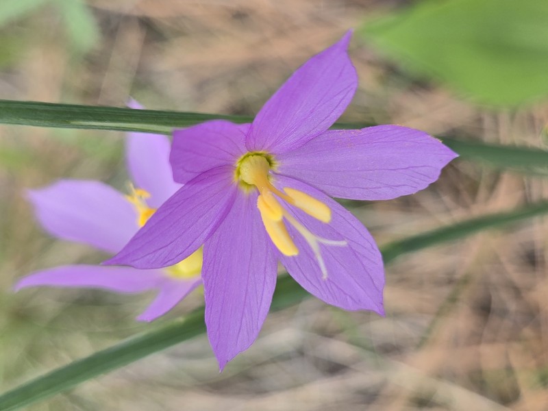 Olsynium douglasii var. inflatum photo 3