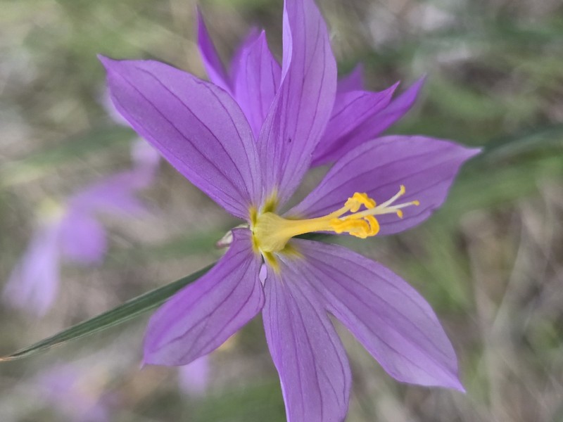 Olsynium douglasii var. inflatum photo 4