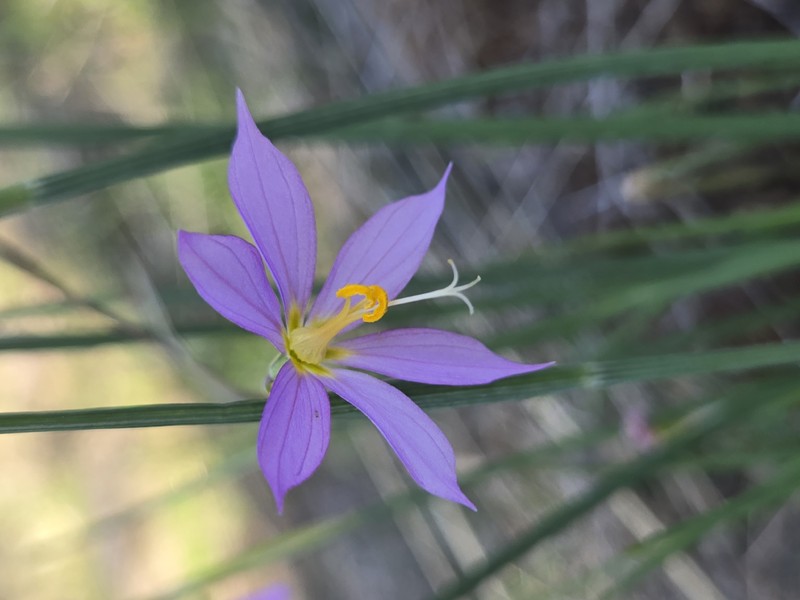 Olsynium douglasii var. inflatum photo 5