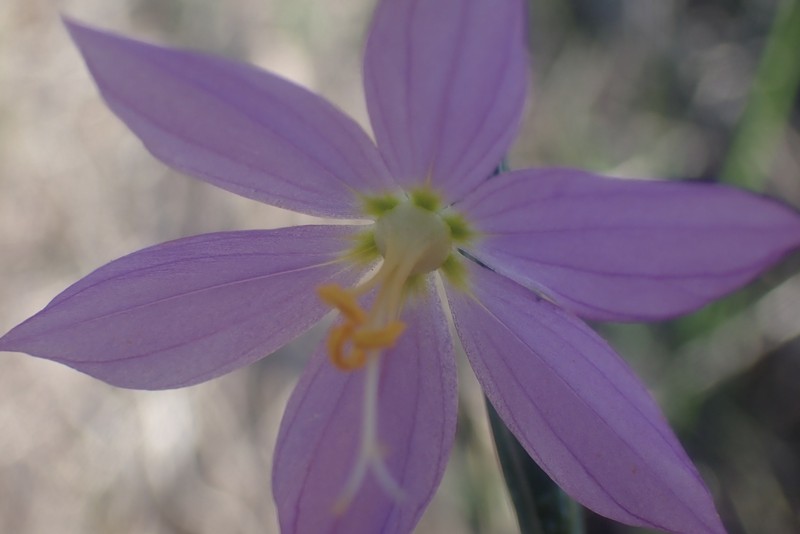 Olsynium douglasii var. inflatum photo 6
