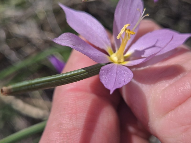 Olsynium douglasii var. inflatum photo 7