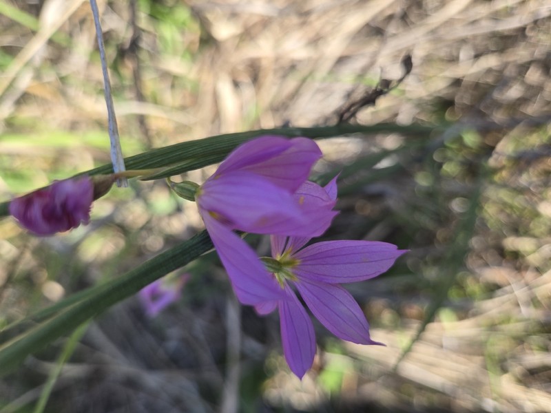 Olsynium douglasii var. inflatum photo 8