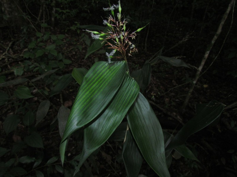 Carrycillo photo 2