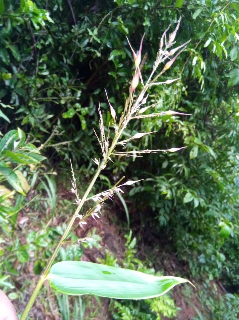 Carrycillo photo 3